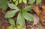 Canadian blacksnakeroot